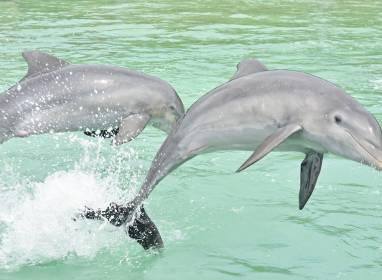 Recinto para golfinhos em Holguín